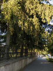 A walkway in a park with a tree and a fence