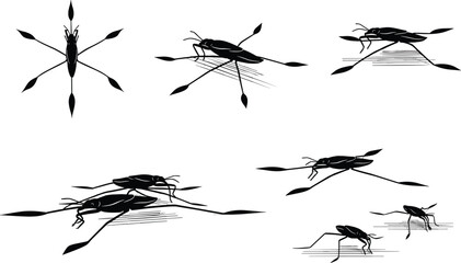 PrintWater strider insect silhouette, aquatic bug on water surface, long legs floating, surface tension ripples, pond life, nature illustration, biology concept