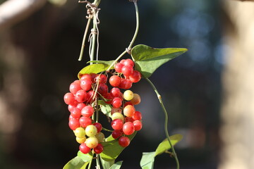 A cluster of Smilax aspera with berries 