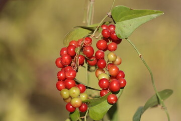 red berries of Smilax aspera  