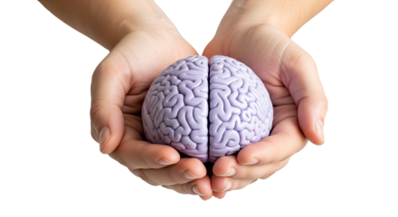 Hands carefully cradling a realistic model of a human brain with visible sulci and gyri against a perfectly transparent background cut out