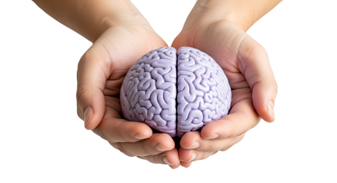 Hands carefully cradling a realistic model of a human brain with visible sulci and gyri against a perfectly transparent background cut out