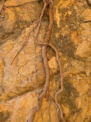 Tree roots in stone . 