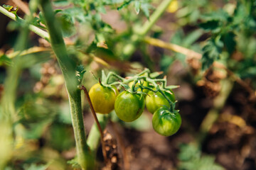 Close-up of a bunch of unripe green cherry tomatoes growing on a vine. A home garden.