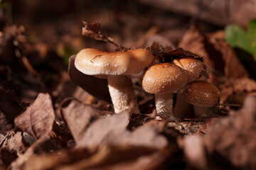 Fox mushrooms from the middle of an autumn leaf. Armillaria ostoyae.