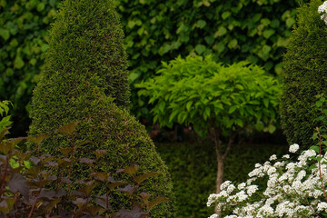 Ornamental Garden plant composition. Physocarpus opulifolius, ninebark, Spiraea and Cypress...