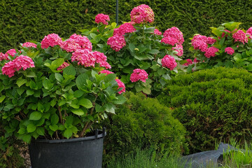 Hydrangea paniculata and conifer. Beautiful Garden path made of natural stones, gravel. Huge landscaping trend. Lawn, shrubbery in the backyard. Scenic of nice landscaped. Walkway. Green home design