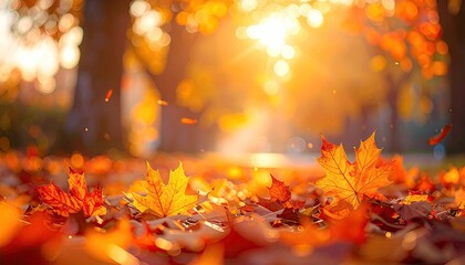 Golden Autumn Leaves on Ground with Sun Shining Through Trees in Warm Light European City Architecture