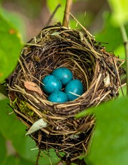 Bird's nest with eggs