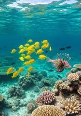 Fototapeta premium Fishes swim underwater in the sea. Tropical reef with abundance of fishes in the Maldives
