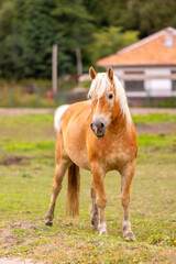 Obraz premium Brown and white horse portrait on farm background close-up