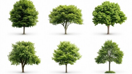 Fototapeta premium Diverse green tree icon set, simple and modern vector art on clean white background for eco design projects