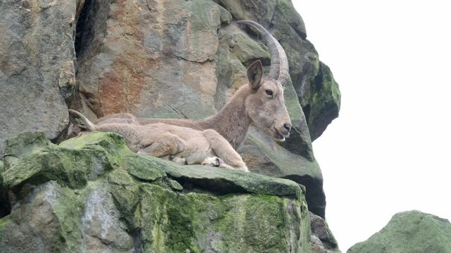 Mountain Ram Resting On A Cliff, Ibex Resting On Rocky Ledge