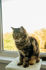 A striped fluffy cat sits on the windowsill and looks out the window. Pet.