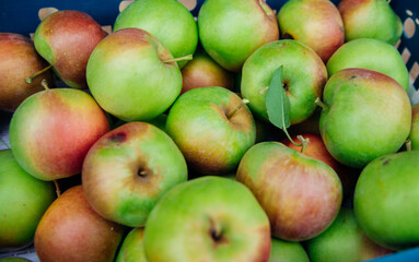 Ripe green apples, harvested in autumn. An orchard.