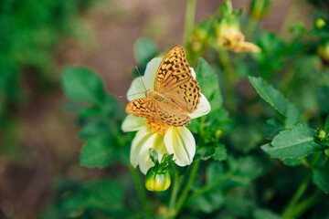 A vivid image of a butterfly with outstretched wings sitting gracefully on a yellow flower.