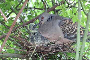 Oriental turtle dove or rufous turtle dove (Streptopelia orientalis orientalis) is a member of the bird family Columbidae. This photo (nesting) was taken in Japan.