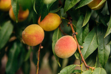Ripe peach fruits on a tree branch with green leaves. Sunlight. An orchard.