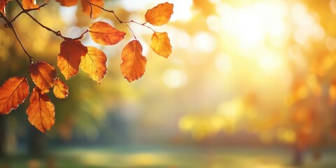 Sunlit autumn leaves on tree branch with warm golden glow in morning light