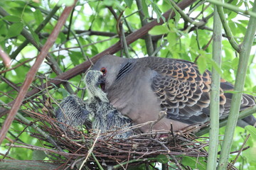 Oriental turtle dove or rufous turtle dove (Streptopelia orientalis orientalis) is a member of the bird family Columbidae. This photo (nesting) was taken in Japan.