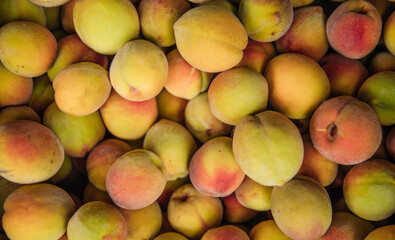 Ripe little peaches, autumn harvest. An orchard.