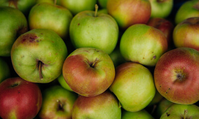 Ripe green apples, harvested in autumn. An orchard.