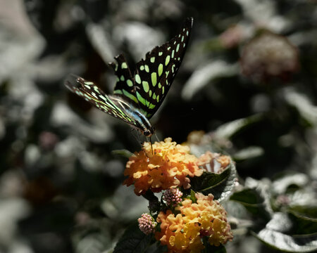 Mariposa arrendajo de cola aliment&aacute;ndose del n&eacute;ctar de una inflorescencia de lantana