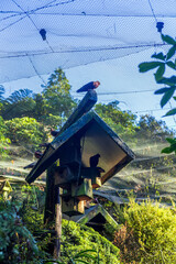 A rustic birdhouse with several birds perched on and inside it