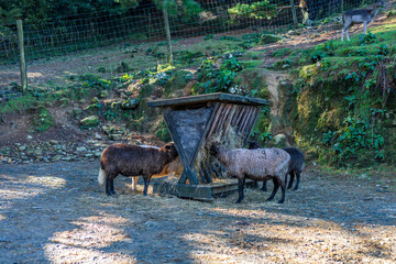 Several sheep gather around a rustic wooden feeding trough filled with hay