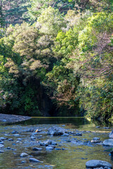 A calm river with scattered rocks flowing through a dense green forest illuminated by sunlight