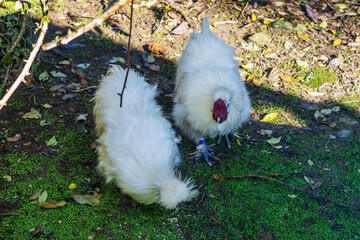 Two fluffy white Silkie chickens foraging on the ground in a shaded outdoor farm setting