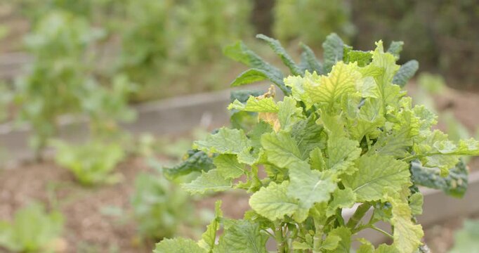 After close-up hold, camera panning right, revealing leafy plant and rows of greens on raised bed
