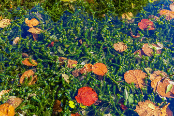 Orange and brown autumn leaves floating among green aquatic plants in a clear body of water