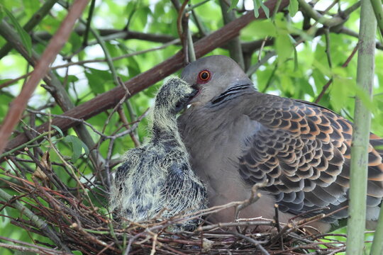 Oriental turtle dove or rufous turtle dove (Streptopelia orientalis orientalis) is a member of the bird family Columbidae. This photo (nesting) was taken in Japan.