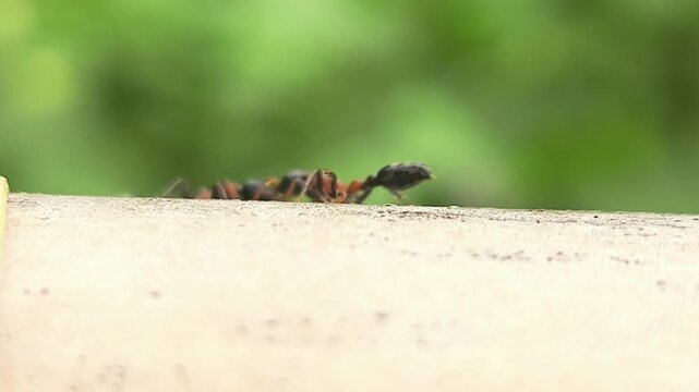 Indian Bi-coloured Arboreal Ant (Tetraponera rufonigra)