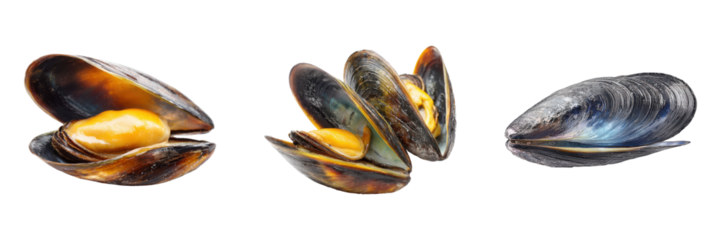 Three appetizing mussels beautifully showcase marine delicacy and culinary delight on vibrant transparent shells on transparent background