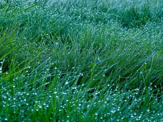 dew on grass macro shot