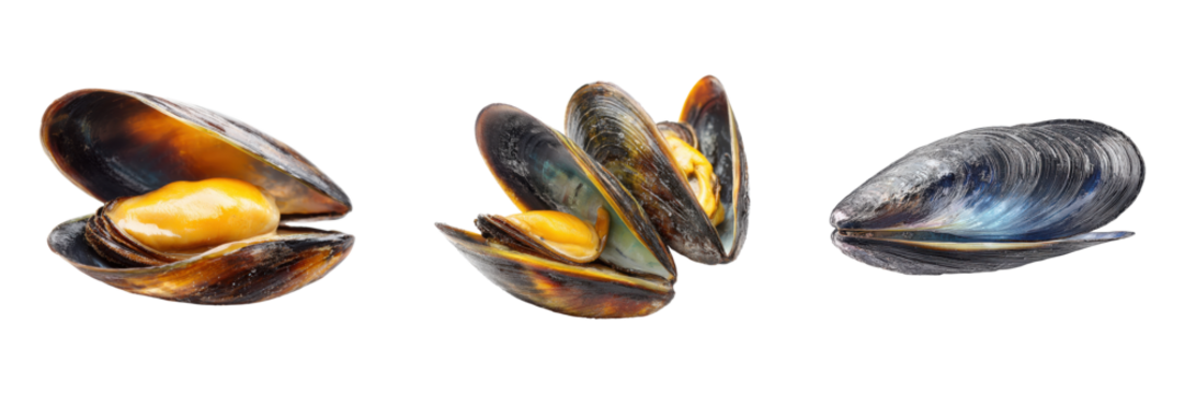 Three appetizing mussels beautifully showcase marine delicacy and culinary delight on vibrant transparent shells on transparent background