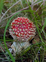 fly agaric mushroom in forest