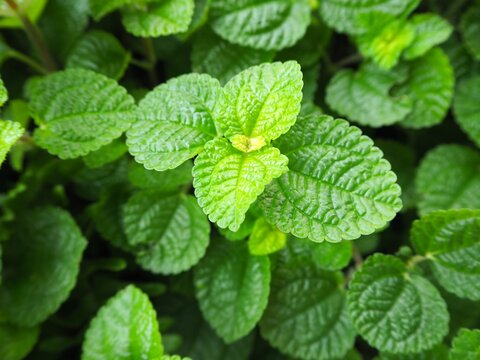 closeup of creeping charlie or papermint plant background , ground cover , ornamental plant