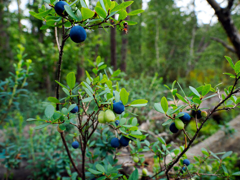 Bor&oacute;wka bagienna, pijanica (Vaccinium uliginosum), zwyczajowo nazywana także łochynią lub włochiną  jest bardzo cenionym owocem dzio rosnącym