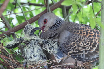 Oriental turtle dove or rufous turtle dove (Streptopelia orientalis orientalis) is a member of the bird family Columbidae. This photo (nesting) was taken in Japan.