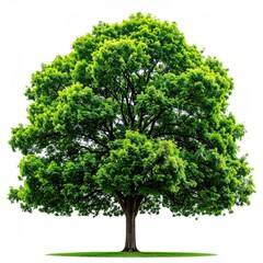 Lush green tree against a white background (4)