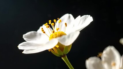 Close up of delicate white flowers with yellow centers against dark background - Powered by Adobe