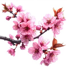 Pink blossoms on branches against white (2)