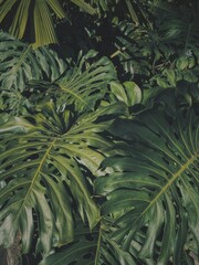 palm tree leaves