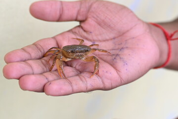 Barytelphusa cunicularis crab. It is a common species of freshwater crab found in India. It is found in large quantities in rice fields during the monsoon season in India. Edible red crab.
