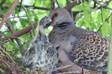 Oriental turtle dove or rufous turtle dove (Streptopelia orientalis orientalis) is a member of the bird family Columbidae. This photo (nesting) was taken in Japan.