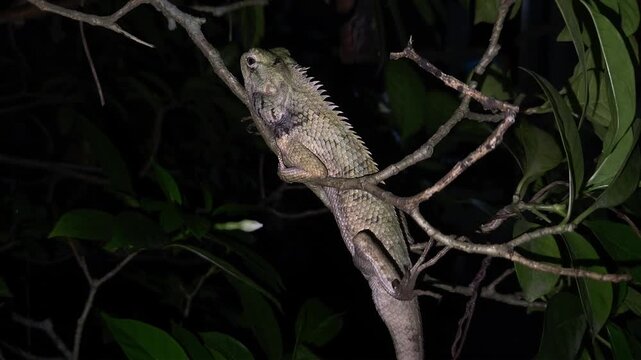 Indian Garden Lizard between tree branches at night.