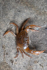 Barytelphusa cunicularis crab. It is a common species of freshwater crab found in India. It is found in large quantities in rice fields during the monsoon season in India. Edible red crab.
